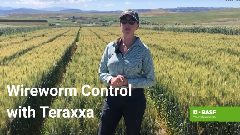 Reddy Anna ID: Unlocking Identity, Influence, and Community Impact